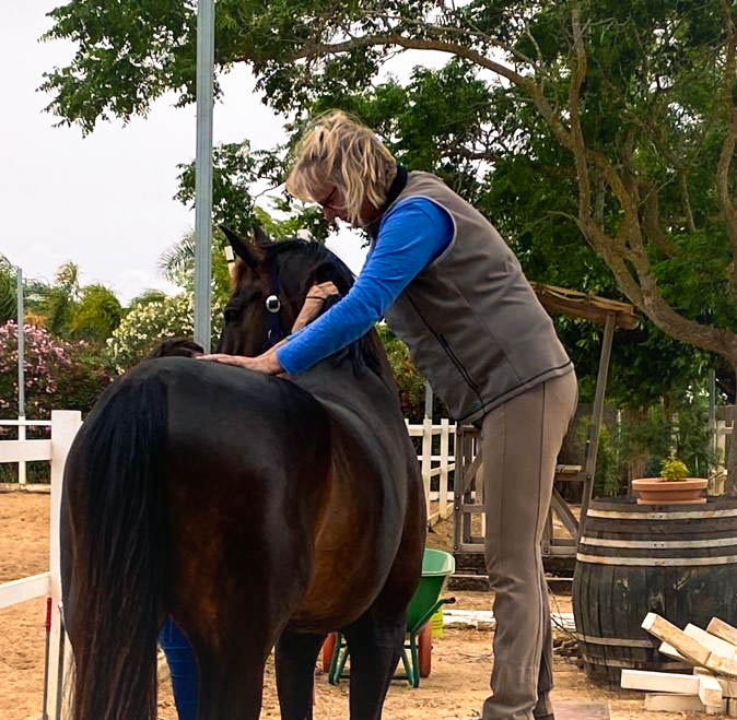 Therapeutin steht neben dem Pferd und mobilisiert den Rücken