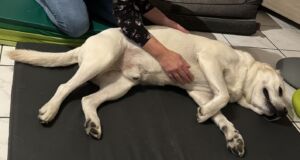 Hund liegt auf einer Matte, wird auf der Seite liegend von der Therapeutin viszeral behandelt.