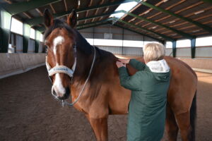 Therapeutin steht neben dem Pferd beide Hände neben dem Widerrist auf dem vorderen Rücken und behandelt Viszeral