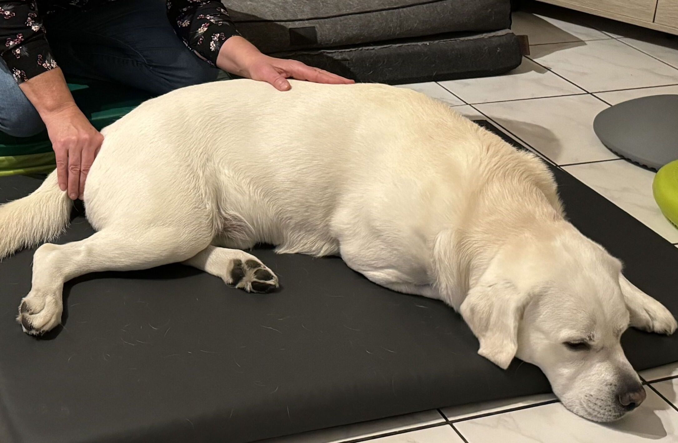 Hund liegt auf einer Matte, Therapeutin behandelt ihn mit Cranio Sakraler Therapie, Hände liegen auf dem Rücken des Hundes.
